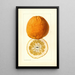 Citrus grandis Alamoen - Louis Charles Christopher Krieger — quadro incorniciato alla parete