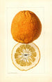Citrus grandis Alamoen - Louis Charles Christopher Krieger — vista dell’opera