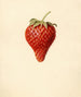 Fragaria Bellmar - Louis Charles Christopher Krieger — vista dell’opera