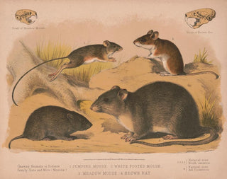 Louis Prang  Co - 1 Jumping mouse 2 White footed mouse 3 Meadow mouse 4 Brown rat.webp