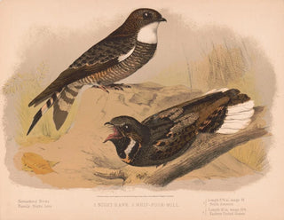 Louis Prang  Co - 1 Night hawk 2 Whippoorwill.webp