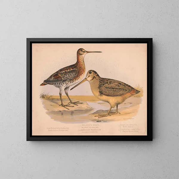 Bécassine di Wilson - Louis Prang Co — quadro incorniciato alla parete