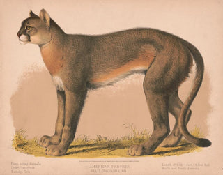 Louis Prang  Co - American panther  Felis concolor linn.webp