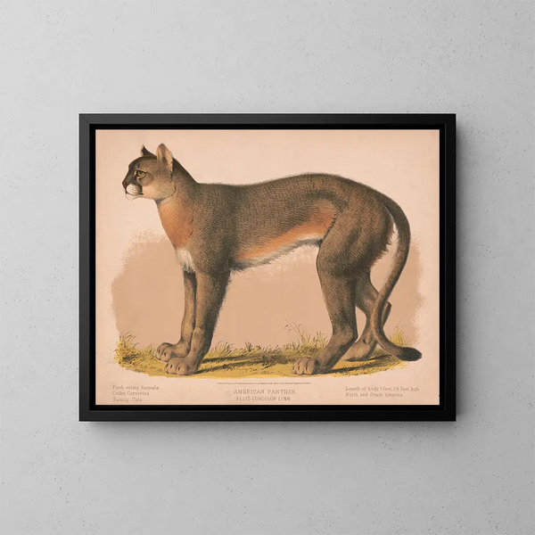 Pantera americana Felis concolor linn - Louis Prang Co — quadro incorniciato alla parete