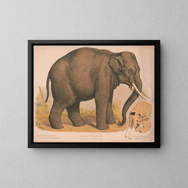 Elefante asiatico Elephas indicus - Louis Prang Co — quadro incorniciato alla parete