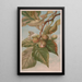 Caryer balai ou caryer porcin Carya porcina - Louis Prang Co — quadro incorniciato alla parete