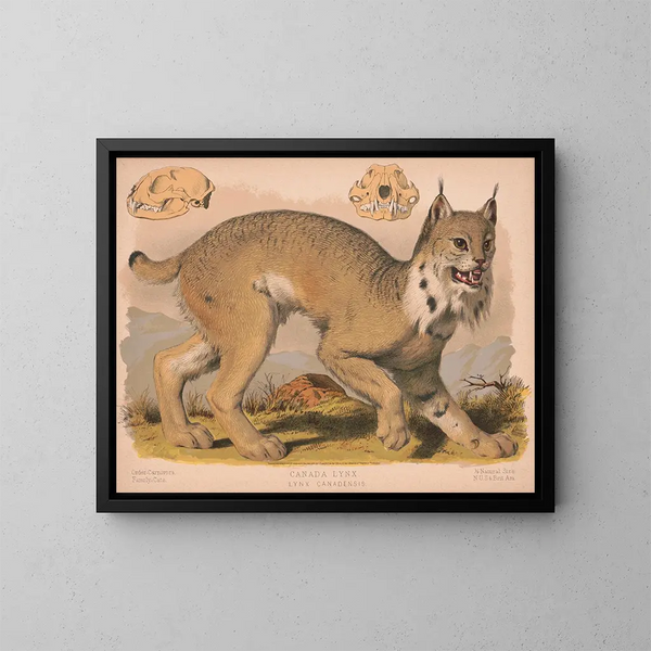 Lynx du Canada - Louis Prang Co — quadro incorniciato alla parete