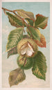 Châtaignier Castanea vulgaris var. Americana - Louis Prang Co — vista dell’opera