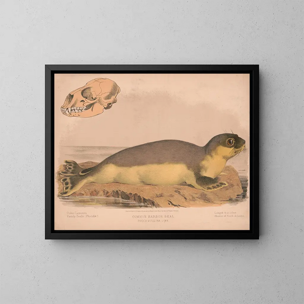 Phoque commun Phoca vitulina - Louis Prang Co — quadro incorniciato alla parete