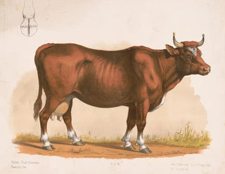 Louis Prang  Co - Cow.webp