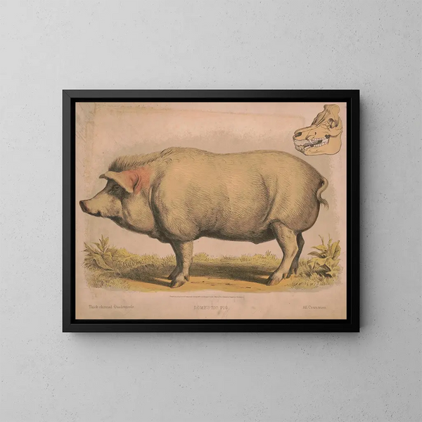 Maiale domestico - Louis Prang Co — quadro incorniciato alla parete