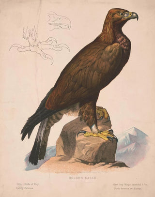 Louis Prang Co - Golden eagle.webp