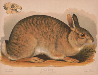 Louis Prang  Co - Gray rabbit  Lepus sylvaticus.webp