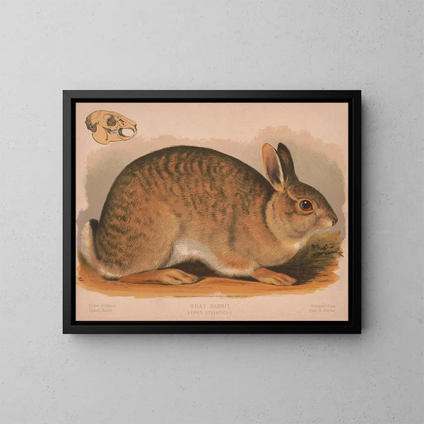 con coniglio grigio Lepus sylvaticus - Louis Prang Co — quadro incorniciato alla parete