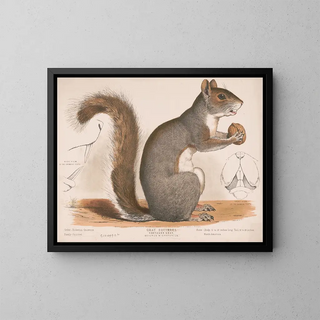 Louis Prang  Co - Gray squirrel Northern gray Sciurus migratorius.webp