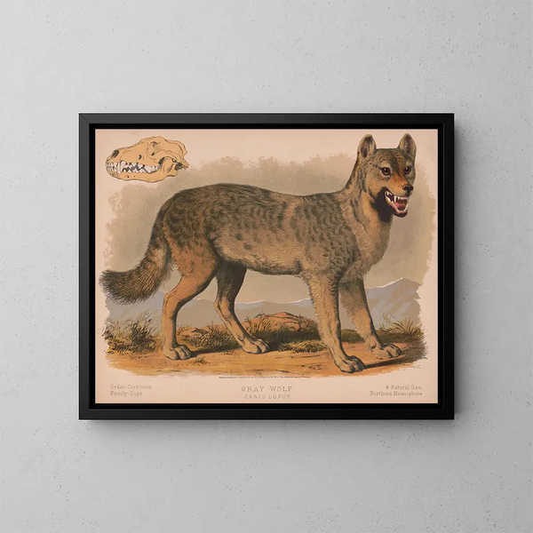 Lupo grigio Canis lupus - Louis Prang Co — quadro incorniciato alla parete