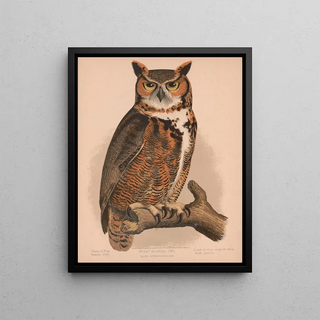 Louis Prang Co - Great horned owl Bubo virginianus bon.webp