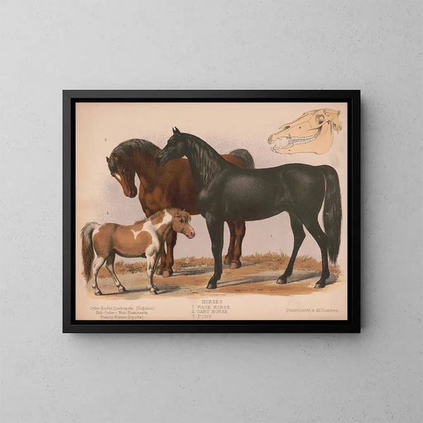Cavalli 1 Cavallo da corsa 2 Cavallo da tiro 3 Poney - Louis Prang Co — quadro incorniciato alla parete