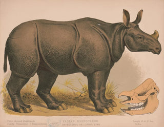 Louis Prang  Co - Indian rhinoceros Rhinoceros unicornis linn.webp