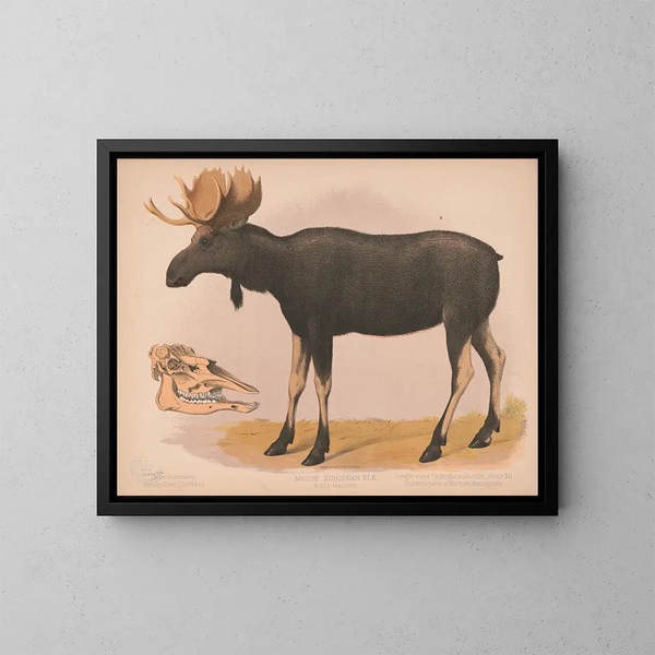 Elan europeo Alces malchis - Louis Prang Co — quadro incorniciato alla parete