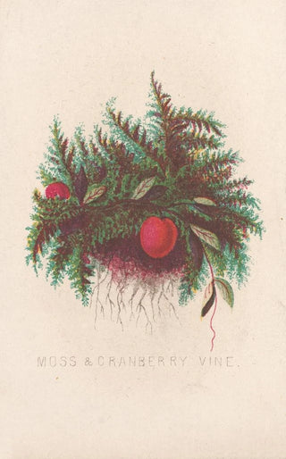 Louis Prang Co - Moss cranberry vine.webp