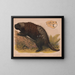 Porc-épic d'Amérique du Nord - Louis Prang Co — quadro incorniciato alla parete
