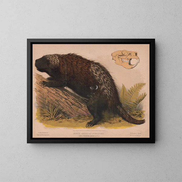 Porc-épic d'Amérique du Nord - Louis Prang Co — quadro incorniciato alla parete