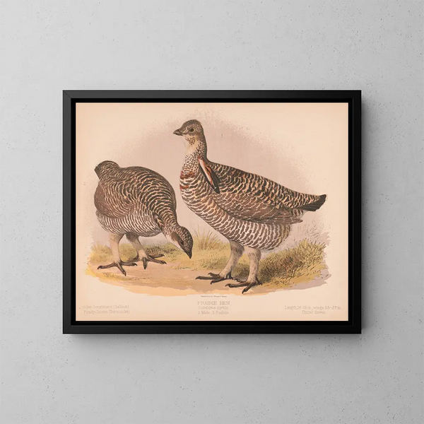 Fagiano delle praterie - Louis Prang Co — quadro incorniciato alla parete