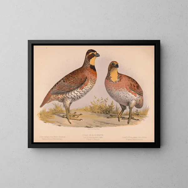Caille ou Bobwhite Ortyx virginianus buon 1 maschio 2 femmine - Louis Prang Co — quadro incorniciato alla parete
