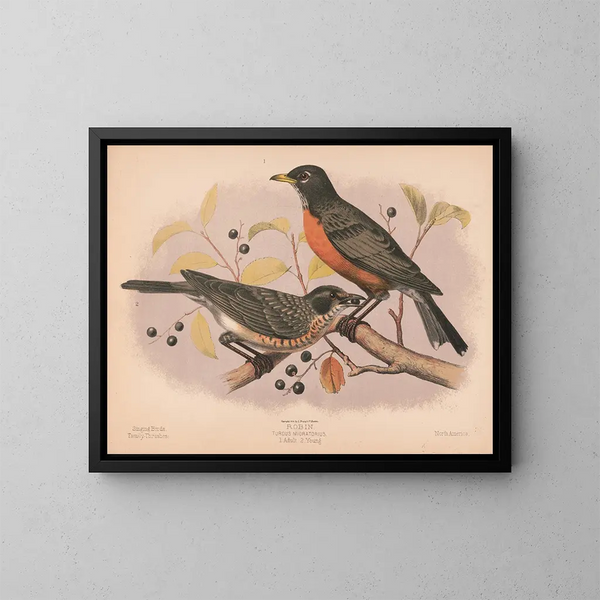 Merle migratore 1 Adulto 2 Giovani - Louis Prang Co — quadro incorniciato alla parete