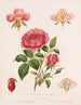 Rose et ses parties - Louis Prang Co — vista dell’opera