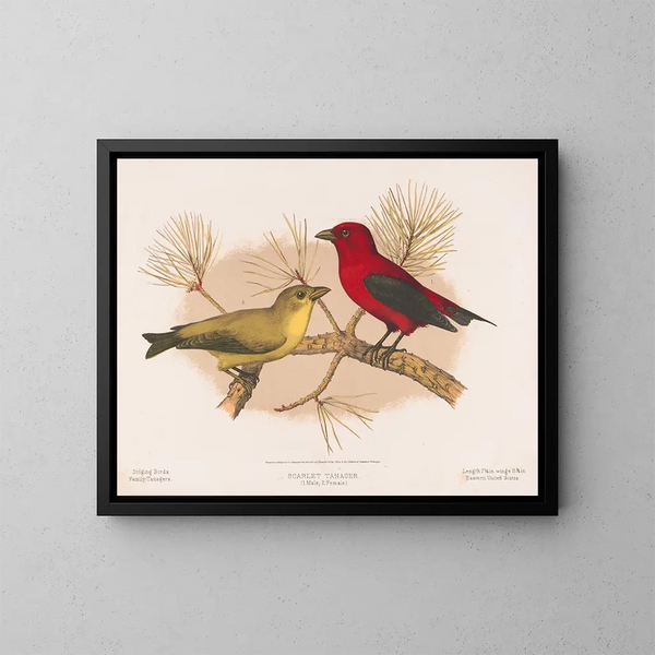 Tangara écarlate 1 maschio 2 femmine - Louis Prang Co — quadro incorniciato alla parete
