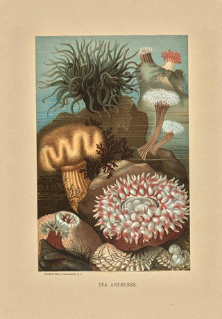 Louis Prang Co - Sea Anemones.webp