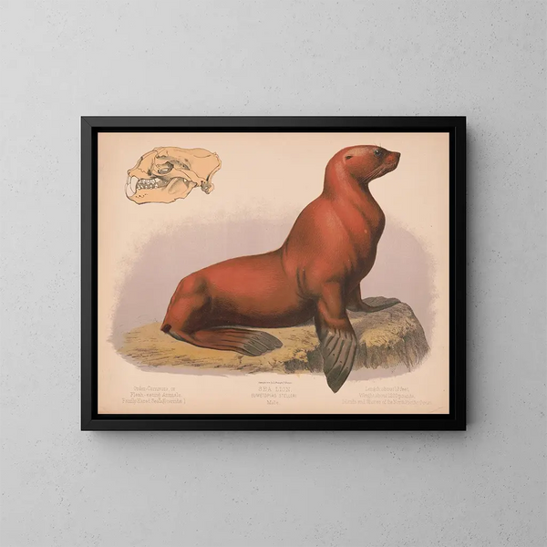 Leone marino maschio Eumetopias stelleri - Louis Prang Co — quadro incorniciato alla parete