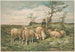 Studio di pecore secondo F. Brissot - Louis Prang Co — vista dell’opera