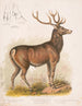 Il wapiti americano - Louis Prang Co — vista dell’opera