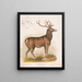 Il wapiti americano - Louis Prang Co — quadro incorniciato alla parete