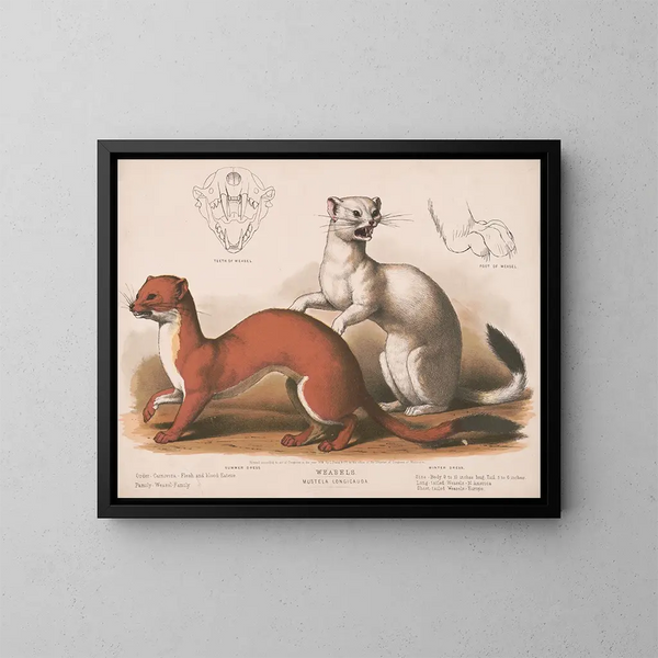 Fouines Mustela longicauda - Louis Prang Co — quadro incorniciato alla parete