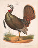 Dinde sauvage - Louis Prang Co — vista dell’opera