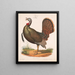 Dinde sauvage - Louis Prang Co — quadro incorniciato alla parete