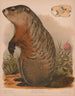Marmotte - Louis Prang Co — vista dell’opera