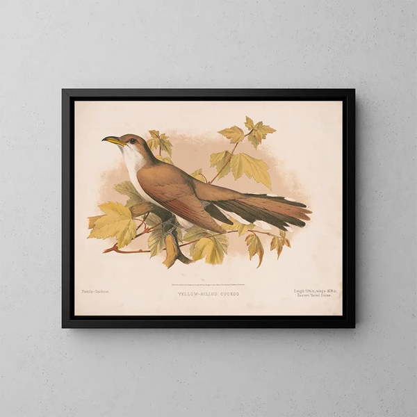 Coucou à bec jaune - Louis Prang Co — quadro incorniciato alla parete