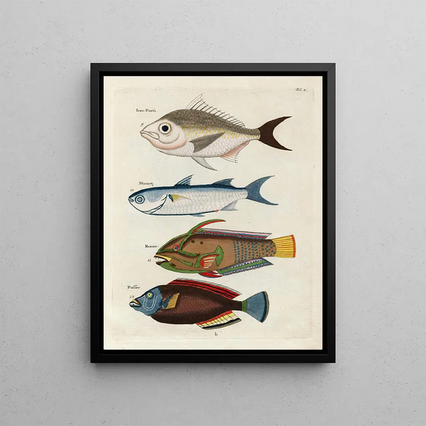 Louis Renard - Poissons ecrevisses et crabes de diverses couleurs et figures extraordinaires Pl002.webp