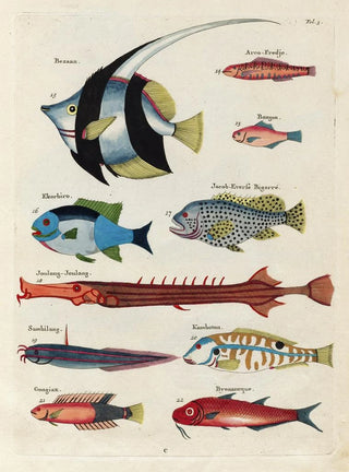 Louis Renard - Poissons ecrevisses et crabes de diverses couleurs et figures extraordinaires Pl003.webp