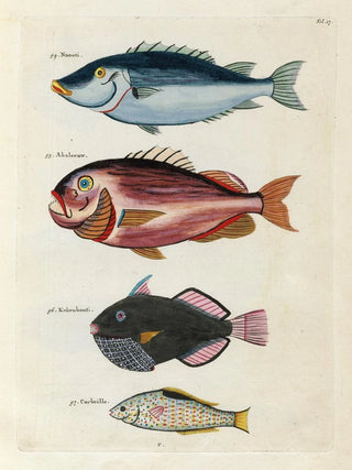 Louis Renard - Poissons ecrevisses et crabes de diverses couleurs et figures extraordinaires Pl017.webp