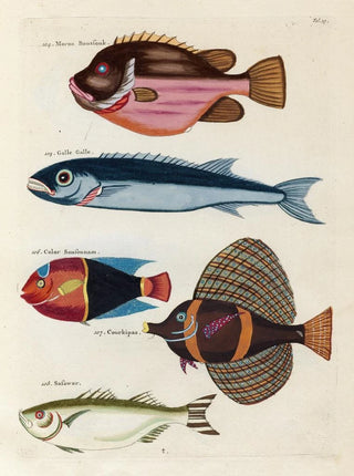 Louis Renard - Poissons ecrevisses et crabes de diverses couleurs et figures extraordinaires Pl019.webp