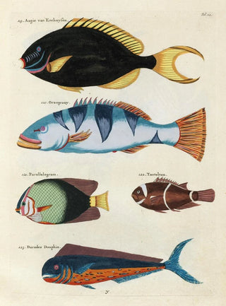 Louis Renard - Poissons ecrevisses et crabes de diverses couleurs et figures extraordinaires Pl022.webp