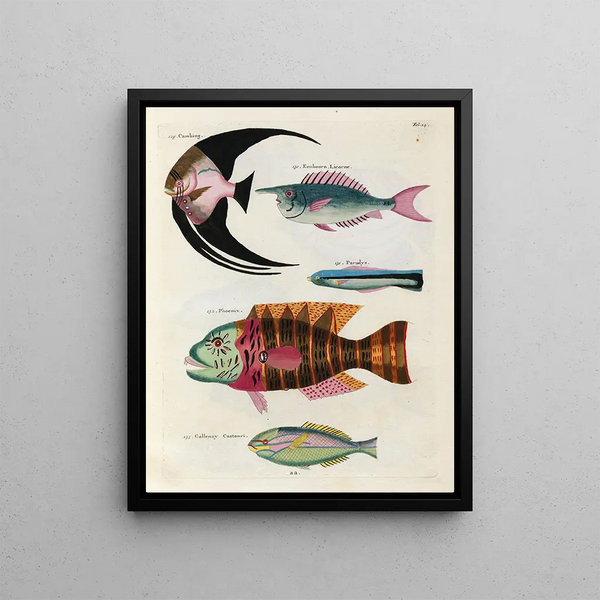 Louis Renard - Poissons ecrevisses et crabes de diverses couleurs et figures extraordinaires Pl024.webp