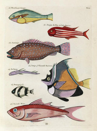 Louis Renard - Poissons ecrevisses et crabes de diverses couleurs et figures extraordinaires Pl030.webp