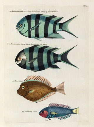 Louis Renard - Poissons ecrevisses et crabes de diverses couleurs et figures extraordinaires Pl033.webp